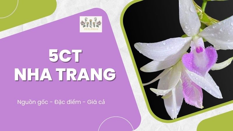 Đặc điểm của 5CT Nha Trang