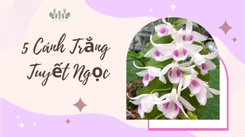 Khám Phá về Đặc điểm của 5 Cánh Trắng Tuyết Ngọc