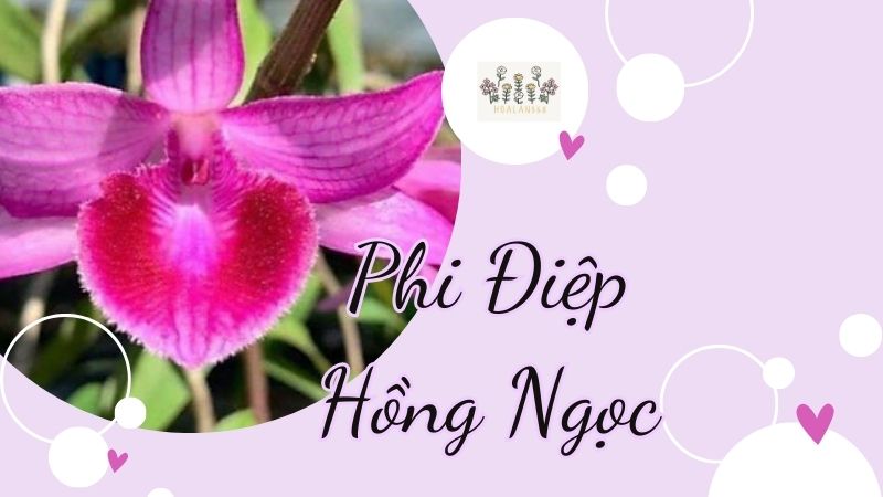 Phi Điệp Hồng Ngọc và Cách Chăm Lan