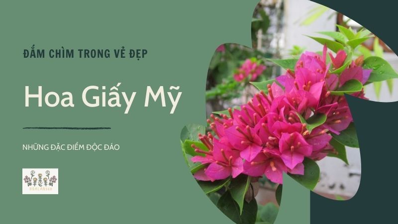 Đắm Chìm Trong Vẻ Đẹp Hoa Giấy Mỹ và Những Đặc Điểm Độc Đáo