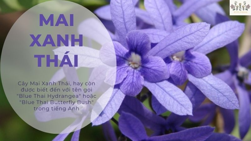 Cây Mai Xanh Thái - Vẻ Đẹp Phong Cách Cho Sân Vườn Của Bạn