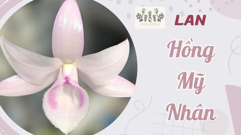 Lan Hồng Mỹ Nhân - Vẻ Đẹp Tinh Tế Say Đắm Lòng Người