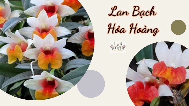 Tìm Hiểu Về Loài Lan Độc Đáo - Lan Bạch Hỏa Hoàng