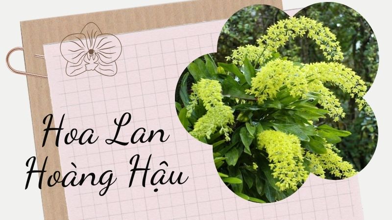 Hoa Lan Hoàng Hậu - Biểu tượng của vẻ đẹp hoa lan tinh tế