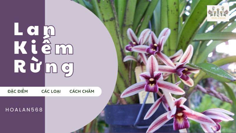 Lan Kiếm Rừng (Đặc điểm, Các loại và Cách chăm)