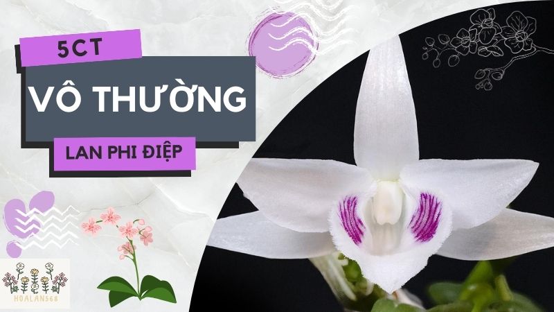 Đặc Điểm Nhận Dạng Lan Giả Hạc 5CT Vô Thường