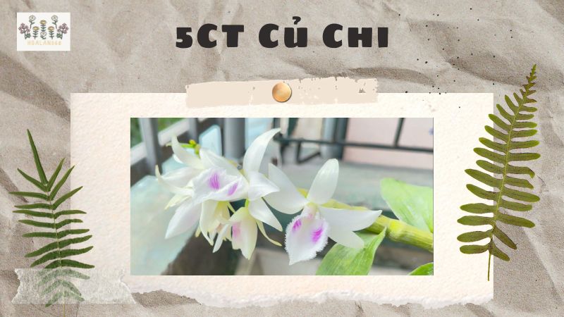 5CT Củ Chi và Mức Giá khá Thấp Trên Thị Trường