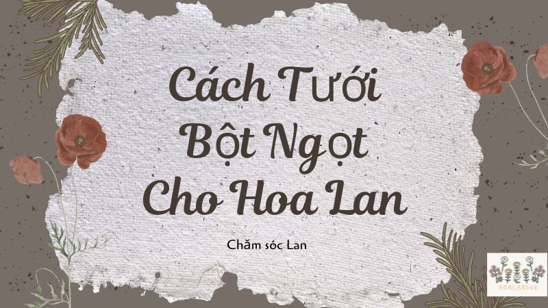 Hướng Dẫn Chi Tiết: Cách Tưới Bột Ngọt Cho Hoa Lan