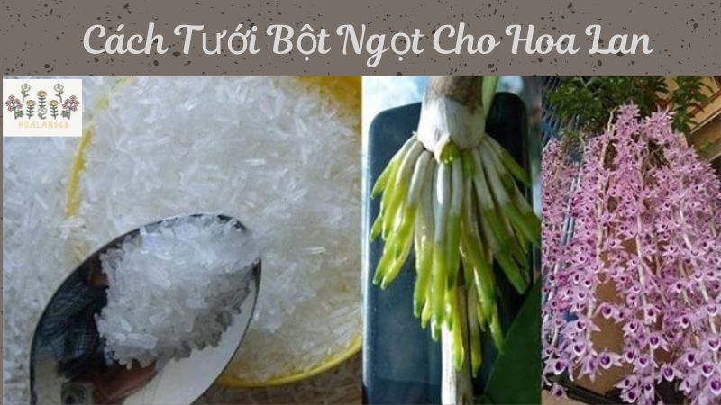 Cách tưới bột ngọt cho hoa lan