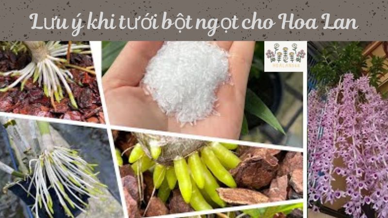 Lưu ý khi tưới bột ngọt cho hoa lan