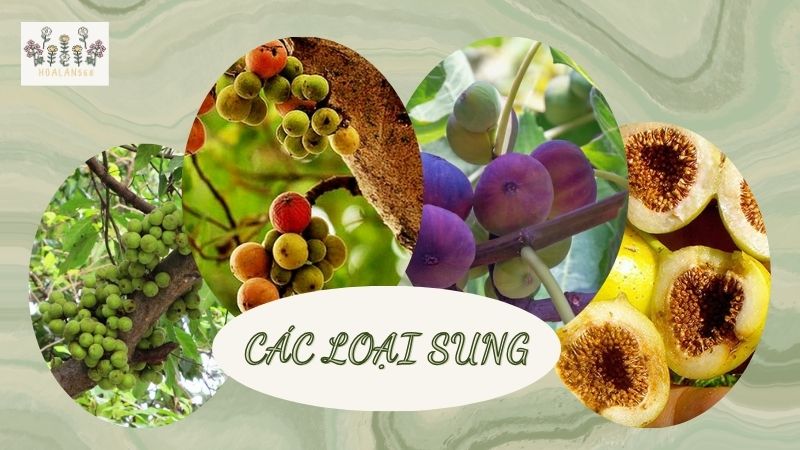 Cây Sung Có Mấy Loại? Nhận Diện Các Loại Phổ Biến