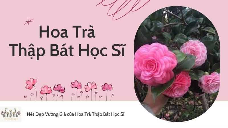 Nét Đẹp Vương Giả của Hoa Trà Thập Bát Học Sĩ