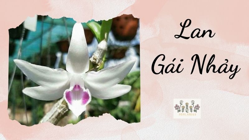 Tìm Hiểu Về Lan Gái Nhảy và Cách Chăm Sóc Đặc Biệt Cho Loài Hoa Này