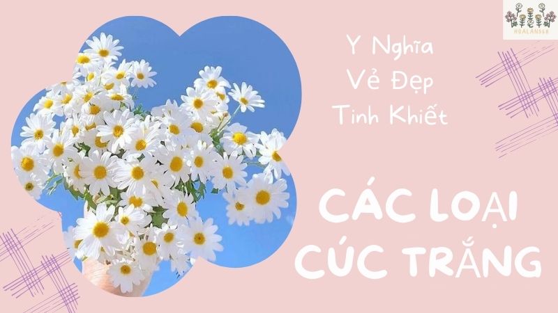 Ý Nghĩa Vẻ Đẹp Tinh Khiết: Các Loại Cúc Trắng Phổ Biến