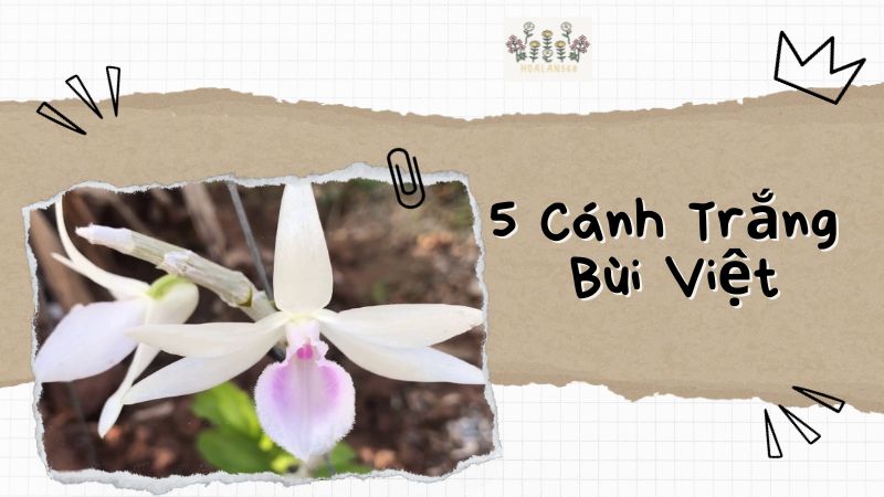 Mặt Hoa 5 Cánh Trắng Bùi Việt và Sức Hút Đặc Biệt