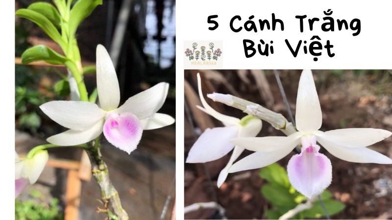 Đặc điểm mặt hoa 5 cánh trắng Bùi Việt