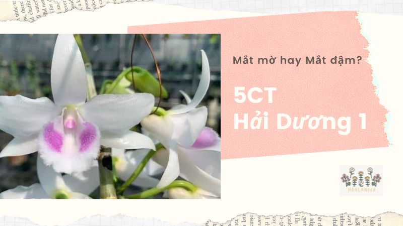 Nhận dạng 5CT Hải Dương 1: Mắt mờ hay Mắt đậm?