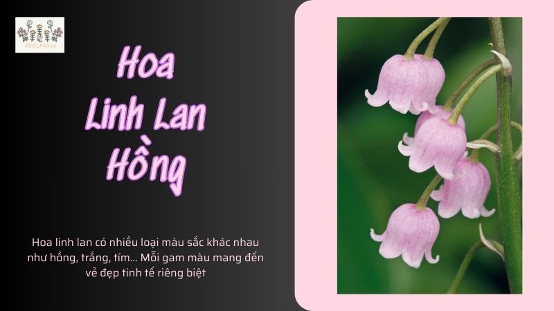 Hoa linh lan có nhiều loại màu sắc khác nhau như hồng, trắng, tím... Mỗi gam màu mang đến vẻ đẹp tinh tế riêng biệt