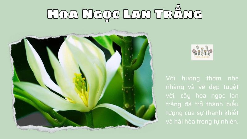 Làn Hương Quyến Rũ Từ Cây Hoa Ngọc Lan Trắng