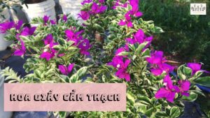 Hoa Giấy Cẩm Thạch: Sắc Màu Tinh Khiết Cho Khu Vườn Của Bạn