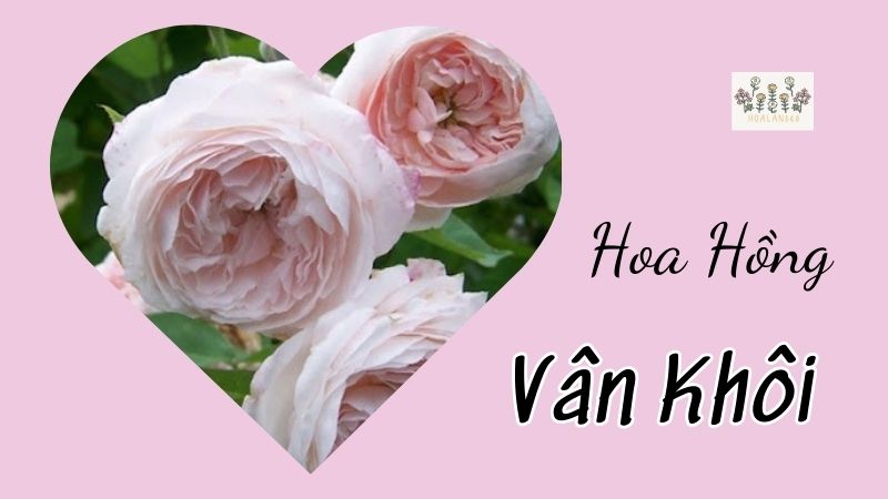 Hoa Hồng Vân Khôi - Nét Đẹp Đằm Thắm và Quyến Rũ