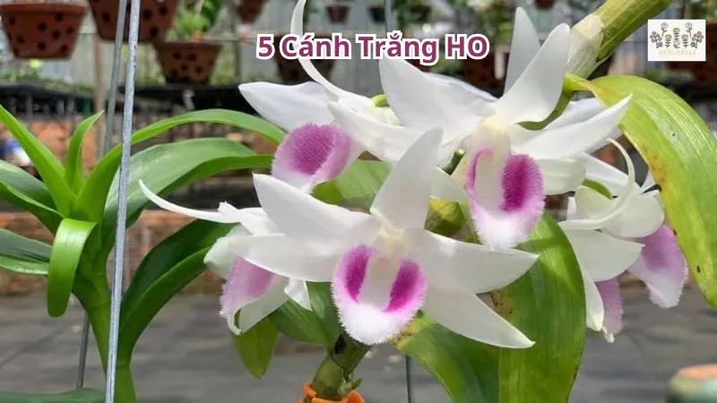 5 cánh trắng ho