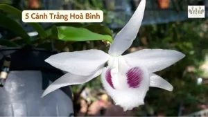 5 cánh trắng Hòa Bình