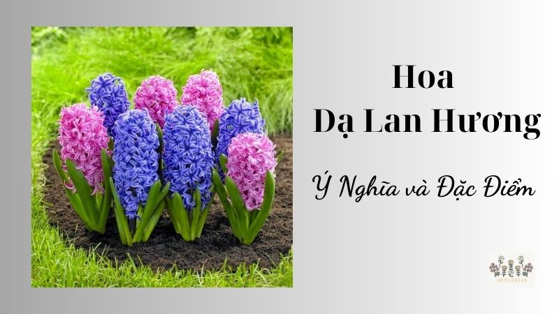 Tìm Hiểu Về Hoa Dạ Lan Hương: Ý Nghĩa và Đặc Điểm