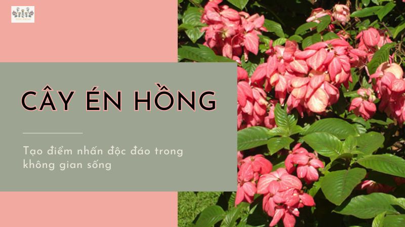 Tạo điểm nhấn độc đáo với Cây Én Hồng trong không gian sống