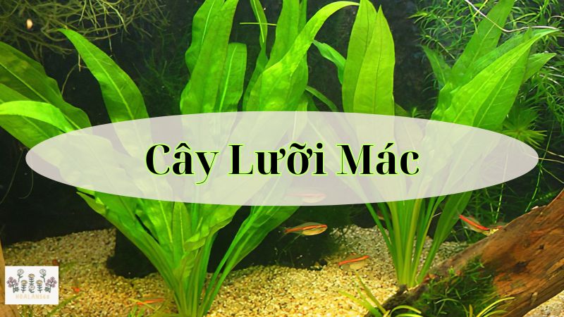 Cây Lưỡi Mác: Biểu Tượng May Mắn và Niềm Vui cho Gia Đình Của Bạn