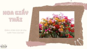 Hoa giấy Thái - Điểm nhấn tinh tế cho vườn hoa của bạn