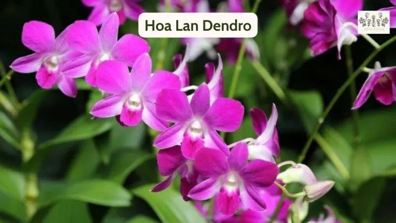 Hoa Lan Dendro