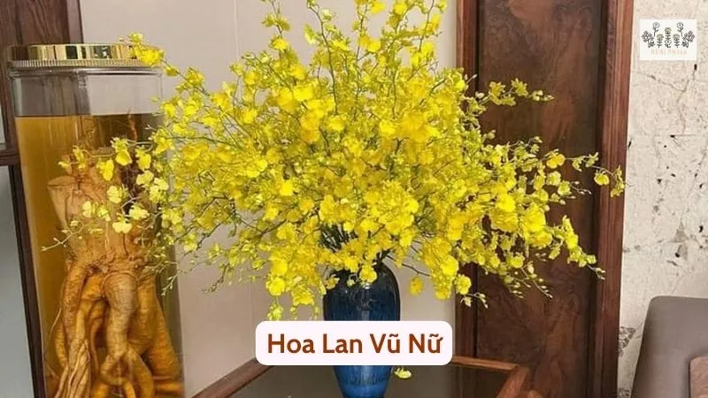 Hoa lan vũ nữ