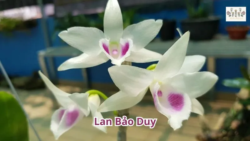 Lan bảo duy