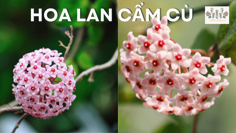 Hoa Lan Cẩm Cù