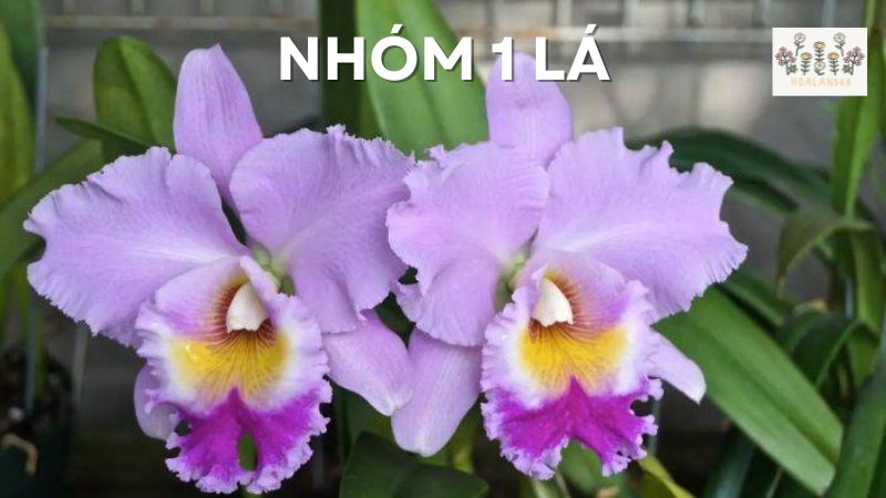 Nhóm hoa lan Cattleya 1 lá