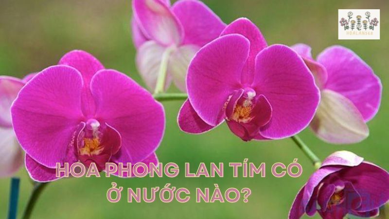 Hoa Phong Lan Tím Có Ở Nước Nào?