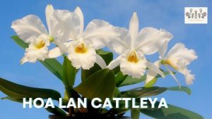 Hoa Lan Cattleya