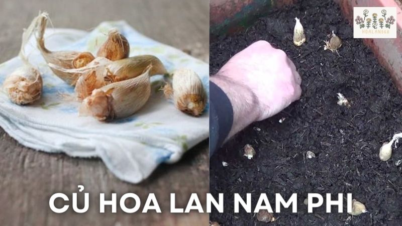 Cách Trồng Lan Nam Phi Bằng Củ