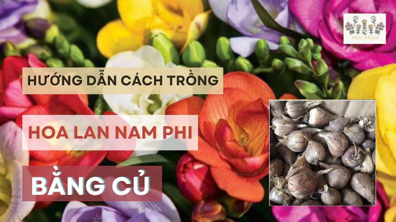 Hướng Dẫn Cách Trồng Hoa Lan Nam Phi Bằng Củ