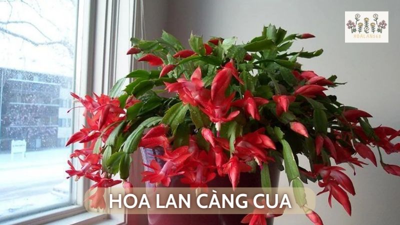 Hoa Lan Càng Cua