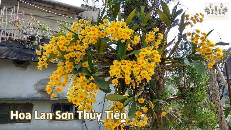 Hoa Lan Sơn Thủy Tiên