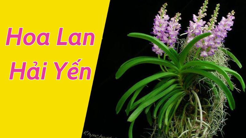 Hoa Lan Hải Yến