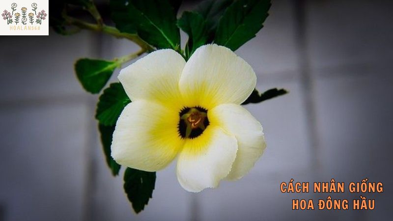 cách nhân giống hoa đông hồng