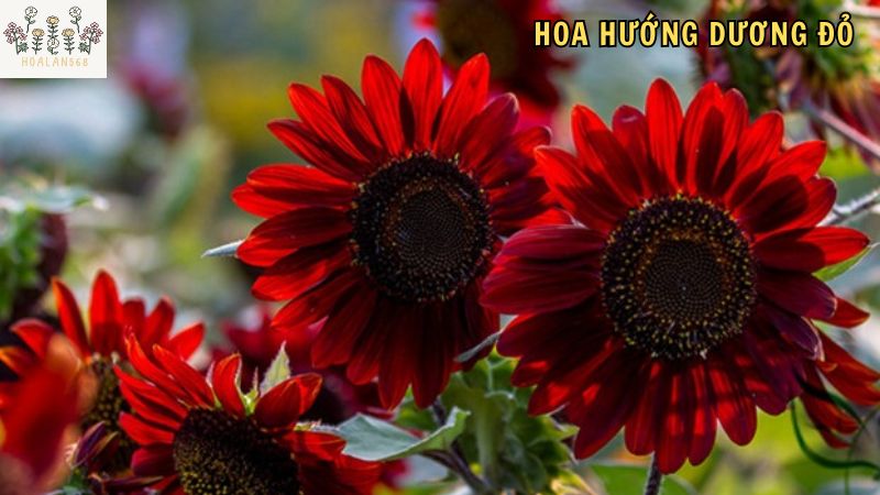 Cách trồng hoa hướng dương đỏ