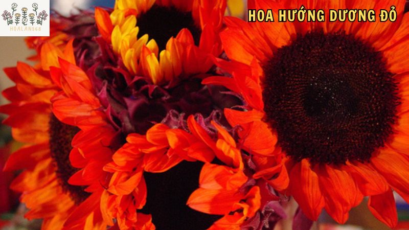 Cách chăm sóc hạt giống hoa