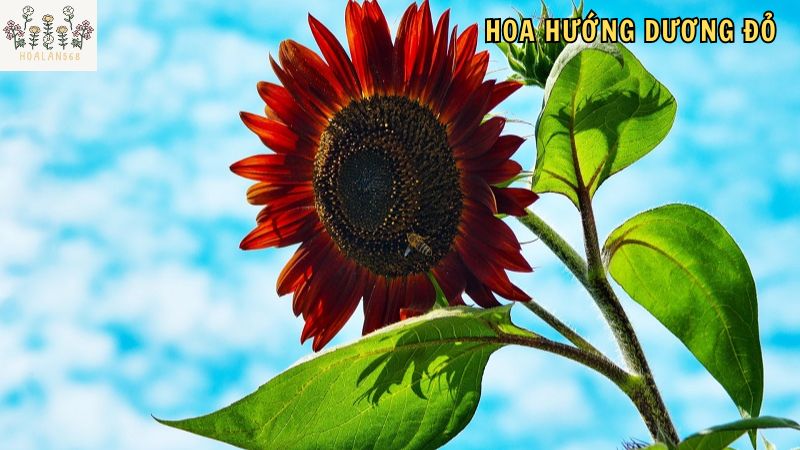 Công dụng của hoa hướng dương