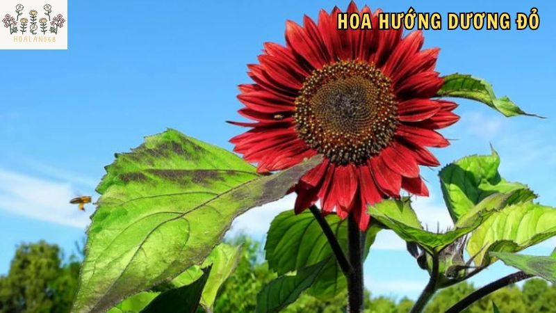 hoa hướng dương đỏ