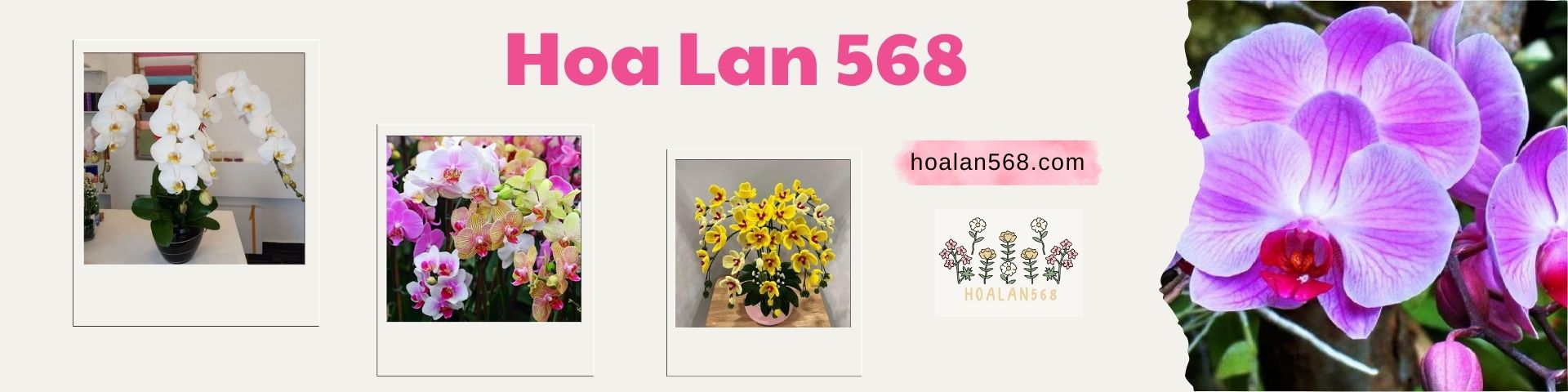 hoa lan 568