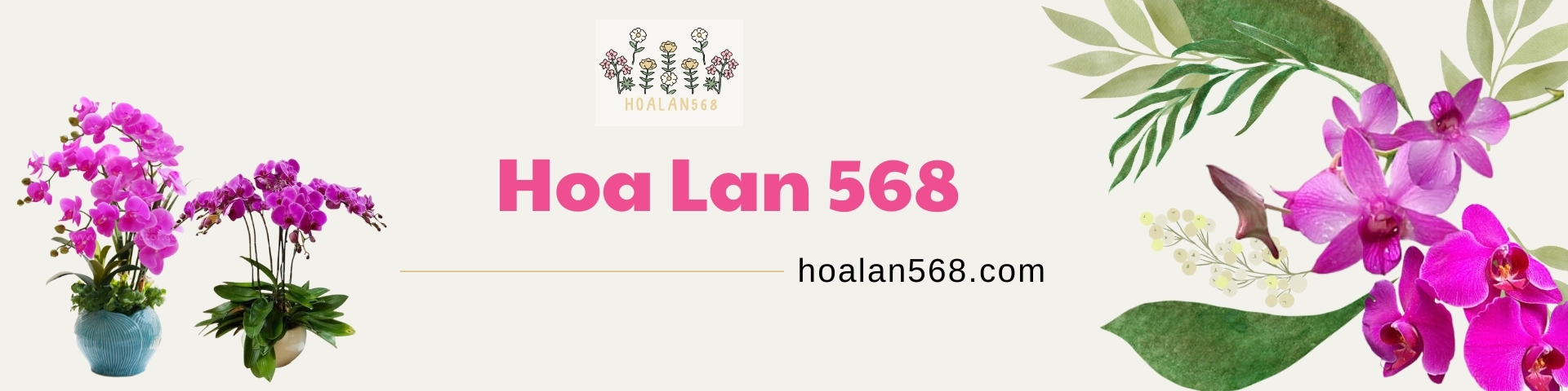 hoa lan 568